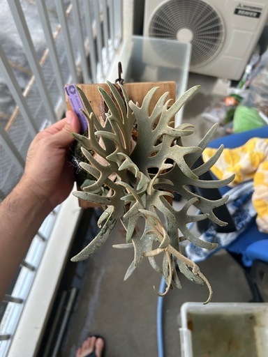 (ビカクシダ、観葉植物、植物)p.イエロームーンドワーフ