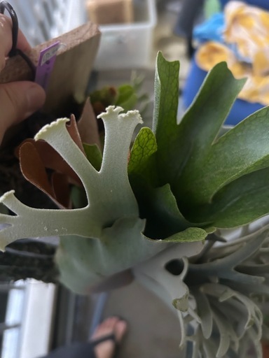 (ビカクシダ、観葉植物、植物)p.Jewel