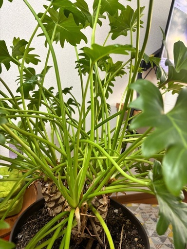     観葉植物