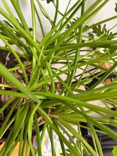     観葉植物