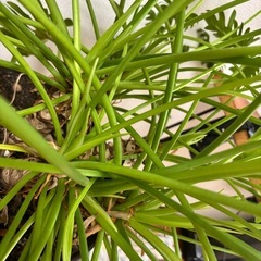     観葉植物の画像
