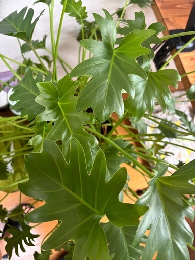     観葉植物