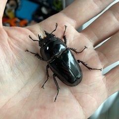 レギウスオオツヤクワガタ新成虫８頭（♂５、♀３）の画像