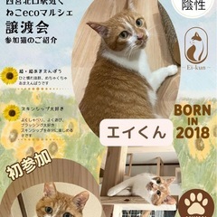 ロワ家　保護猫の譲渡会 - イベント