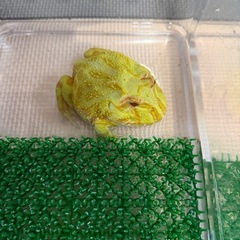 クランウェルツノガエルの画像