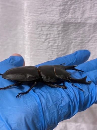 久留米オオクワガタ♂♀新成虫（82mm） (TAK) 大口のその他の中古 