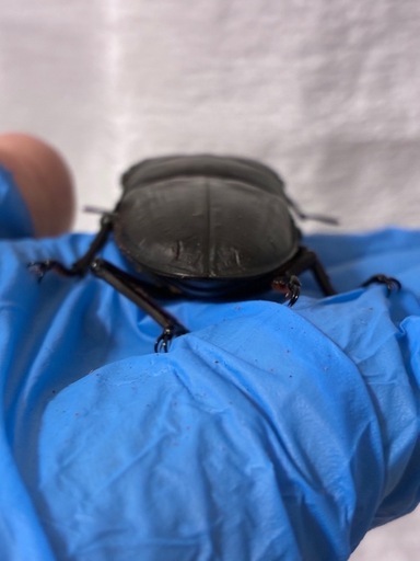 久留米オオクワガタ♂♀新成虫（84mm）