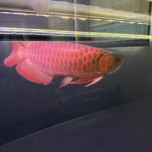 大型熱帯魚　まとめ売り