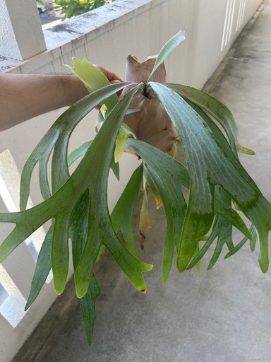 (ビカクシダ、観葉植物、植物)p.E-1