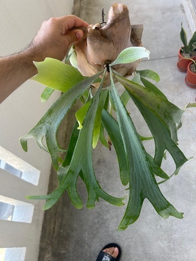 (ビカクシダ、観葉植物、植物)p.E-1