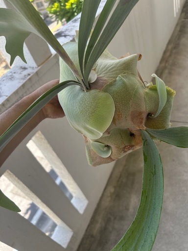 (ビカクシダ、観葉植物、植物)e-1