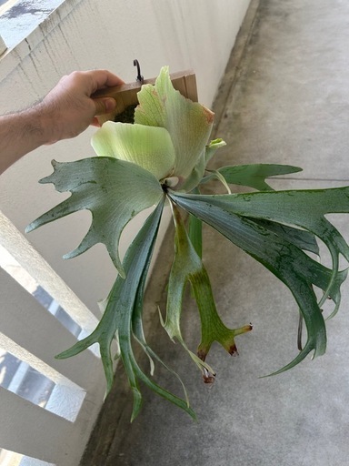 (ビカクシダ、観葉植物、植物)e-1