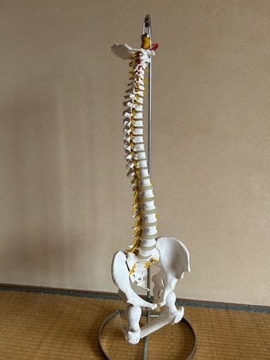 背骨模型