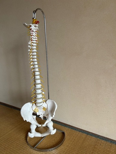背骨模型