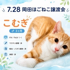 【こむぎ】元気なやんちゃボーイ⚠️写真の日付間違いです❗️