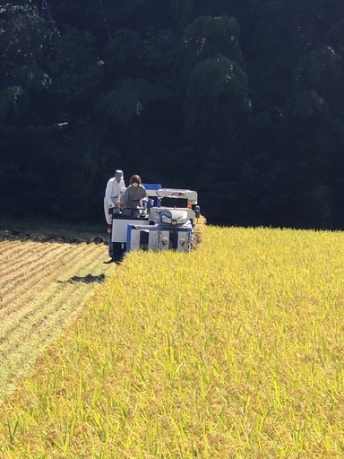 岩船産コシヒカリ1等米　玄米30キロ