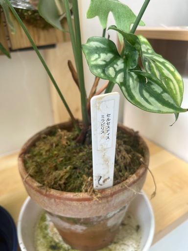 (観葉植物、植物、アロイド)セルセスティスミラビリス
