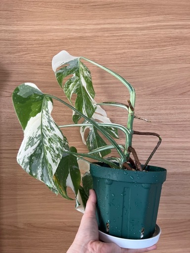 モンステラ　ホワイトタイガー　班入り①
