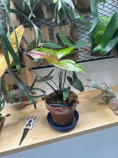 (観葉植物、植物、アロイド)キルトスペルマ　ジョンストニー