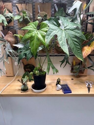 (観葉植物、植物、アロイド) アンスリウム・ペダトラディアツム
