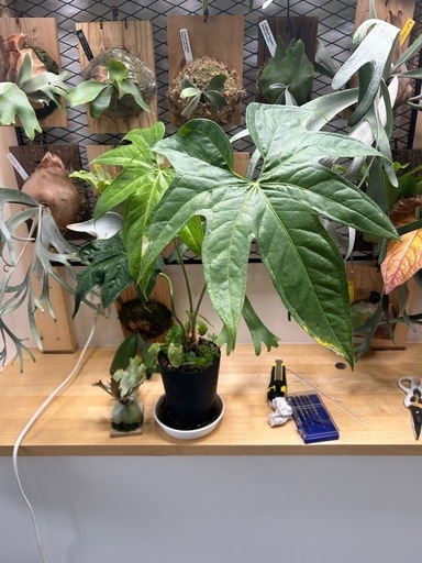 (観葉植物、植物、アロイド) アンスリウム・ペダトラディアツム