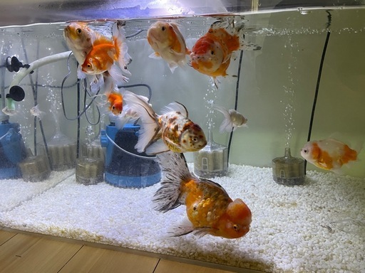 金魚