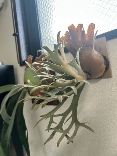 (ビカクシダ、観葉植物、植物)p.ナノ