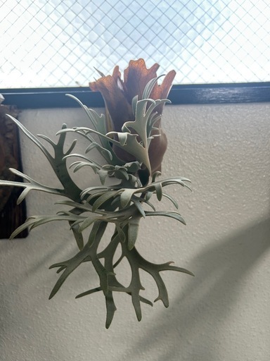 (ビカクシダ、観葉植物、植物)p.ナノ