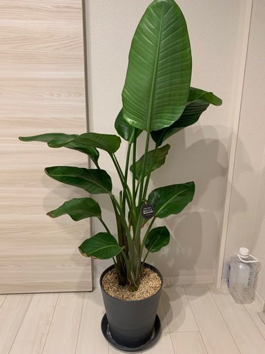 オーガスタ ストレリチア 観葉植物