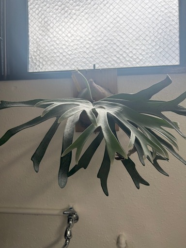 (ビカクシダ、観葉植物、植物)p.セルゾタツタ