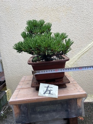 盆栽(寸梢黒松)