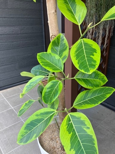 観葉植物　フィカス・アルテシマ