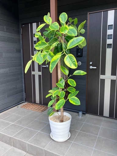 観葉植物　フィカス・アルテシマ