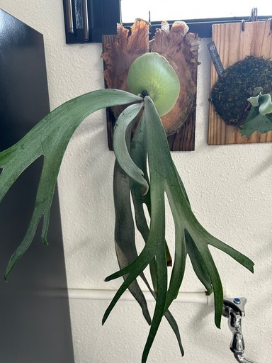 (ビカクシダ、観葉植物、植物)p.ウィリンキー