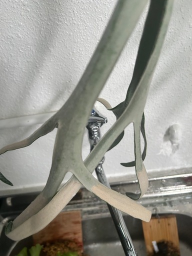 (ビカクシダ、観葉植物、植物)p.キングフィッシャー