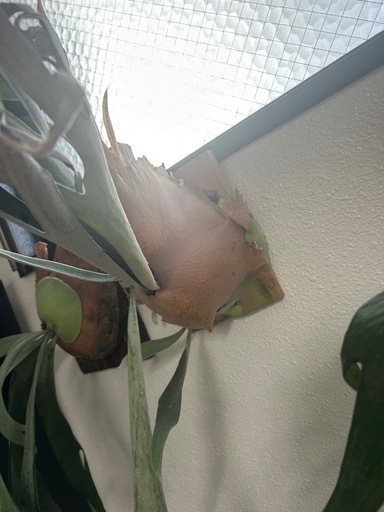 (ビカクシダ、観葉植物、植物)p.キングフィッシャー