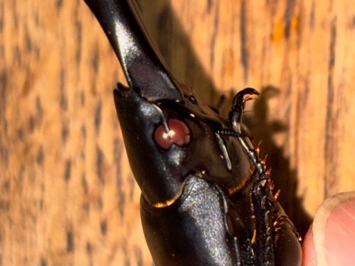 ◇国産オオクワガタ「機龍」♂♂♀♀ 赤眼レッドアイ即ブリ◇ (dorcus 