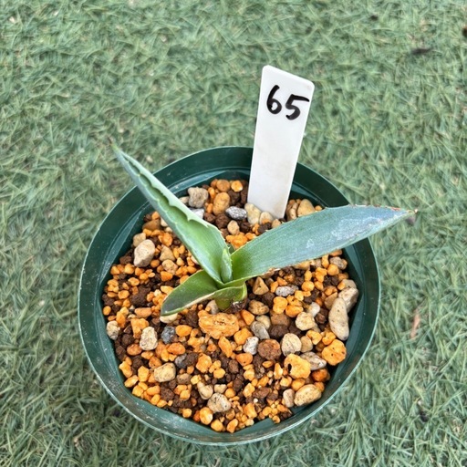 65. アガベ アオノリュウゼツラン アメリカーナ 観葉植物 子株