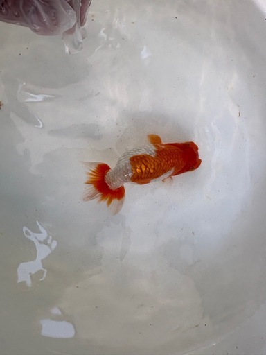 らんちゅう２歳魚