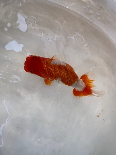 らんちゅう２歳魚