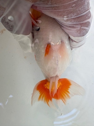 らんちゅう２歳魚