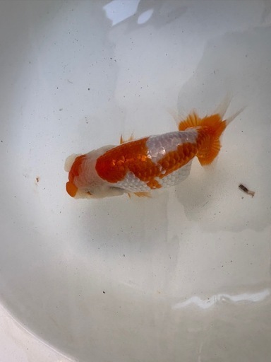 らんちゅう２歳魚