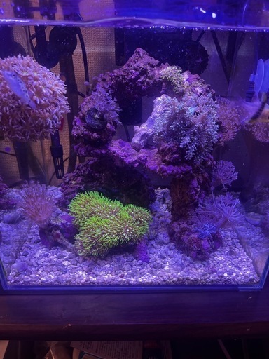 海水水槽一式 アクアリウム海水一式 海水水槽一式- | ヤマダウェブコム