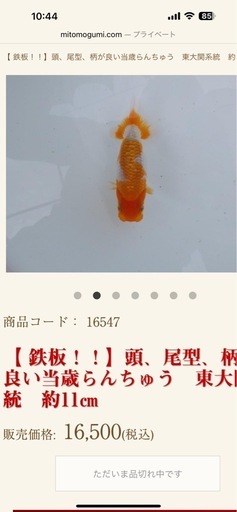 らんちゅう２歳魚