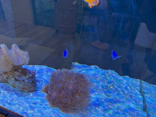 「海水魚・サンゴ・イソギンチャクまとめて（ハタゴ・ニモ・ホンタコアシなど）」