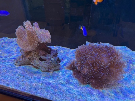 「海水魚・サンゴ・イソギンチャクまとめて（ハタゴ・ニモ・ホンタコアシなど）」