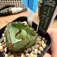 アガベ 小株3点セット1️⃣の画像