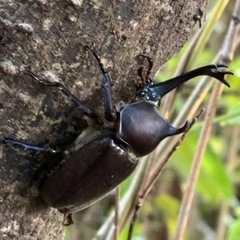今週末7/26  昆虫クジの画像
