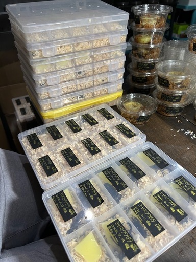 【売約済み】カブクワ100頭先週全然全部送ってないんやでしたんおらんくなっとったんおいおいおいもうちょっと急いでくれや邪魔な。おいこれ