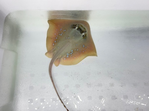 大型魚　大型海水魚　海水エイ